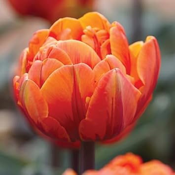 Orange Double Tulip Flower Seeds for Planting – Heirloom, Non-GMO Garden Seeds - Double for planting in home garden